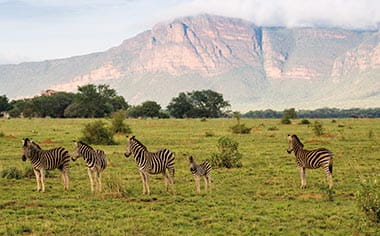 Zebra standing in front of the Waterberg mountains in South Africa